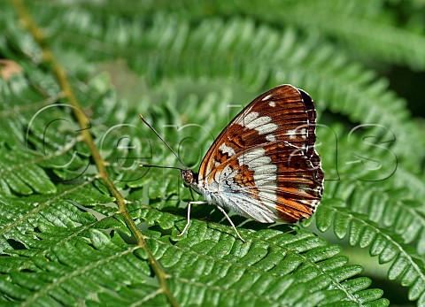 White Admiral perched on bracken Harewood Forest Andover Hampshire England