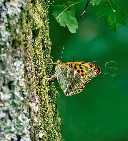Silverwashed Fritillary egg laying on oak tree  Harewood Forest Andover Hampshire England
