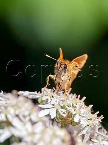 Essex Skipper nectaring on Cow Parsley flowers Sutton Scotney Hampshire England