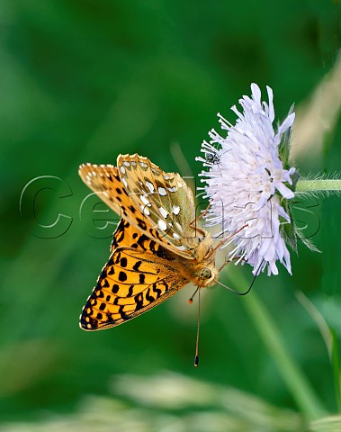 Dark Green Fritillary nectaring on scabious flower Sutton Scotney Hampshire England