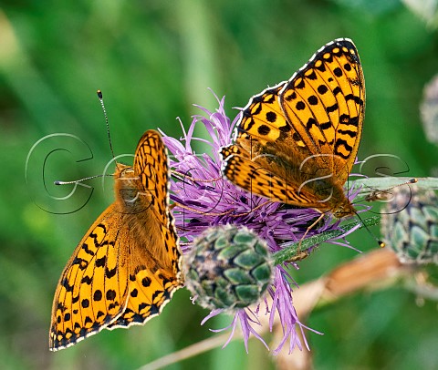 Dark Green Fritillary butterflies nectaring on knapweed flower Sutton Scotney Hampshire England