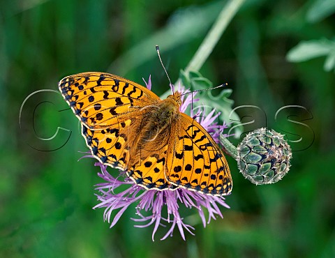 Dark Green Fritillary nectaring on knapweed flower Sutton Scotney Hampshire England