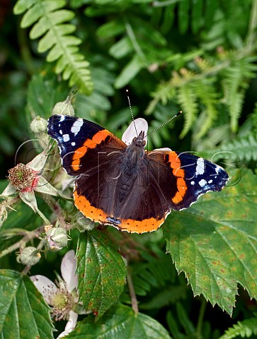 Red Admiral nectaring on bramble flowers Savernake Forest Marlborough Wiltshire UK