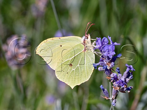 Brimstone butterfly nectaring on lavender Andover Hampshire England
